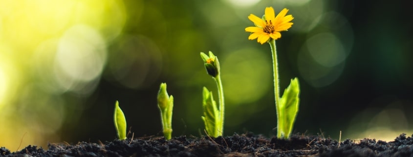 CFO-Agenda 2025: Stabilität sichern & Wachstum gestalten